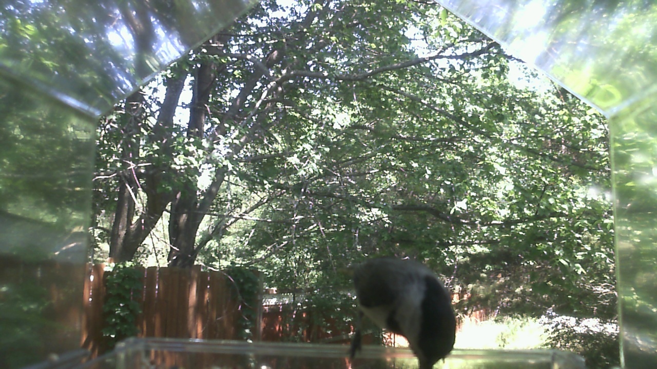 Unidentified bird