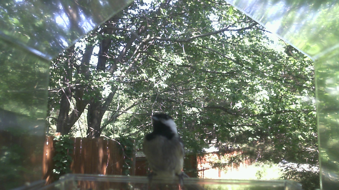 Unidentified bird