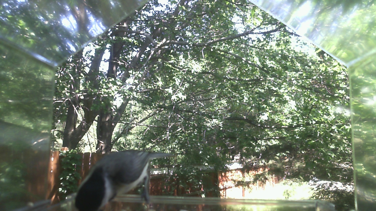 Unidentified bird