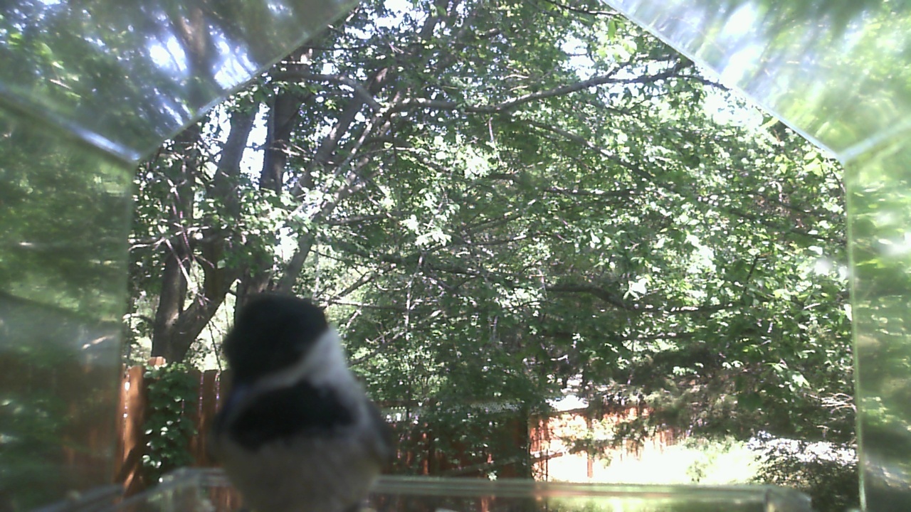 Unidentified bird