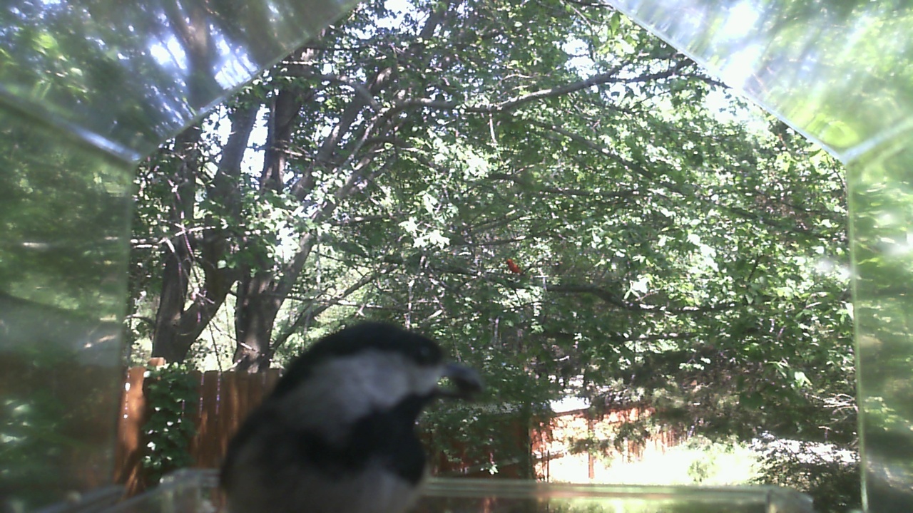 Unidentified bird