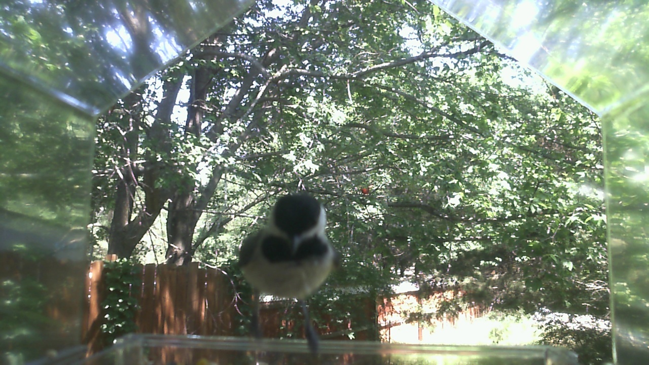 Unidentified bird