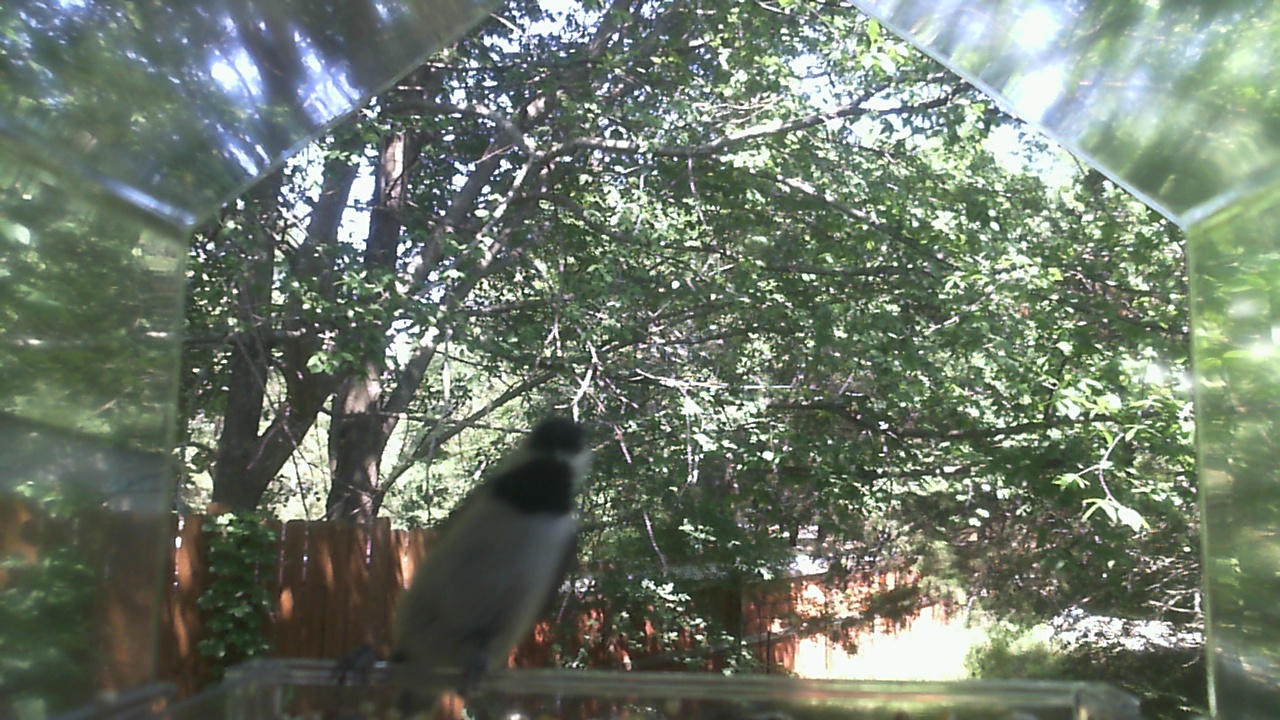 Unidentified bird