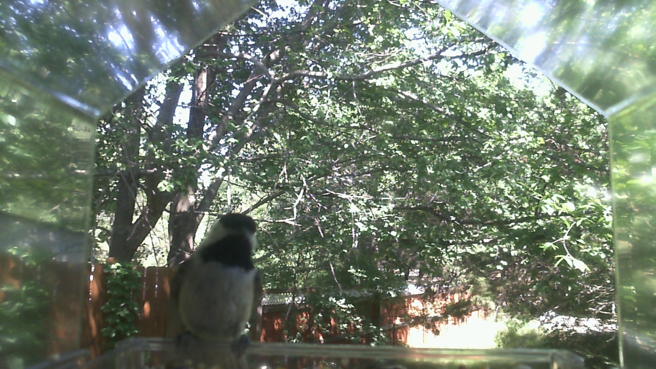 Unidentified bird