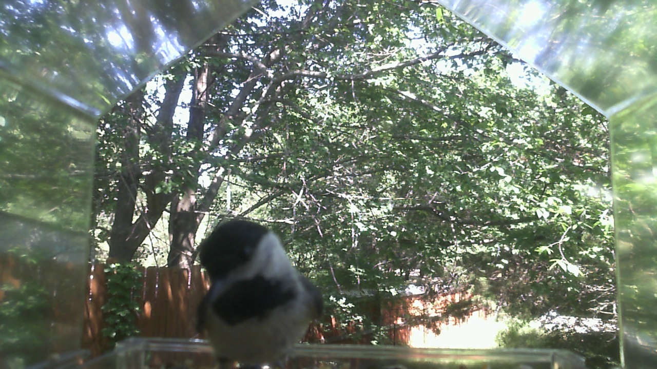 Unidentified bird