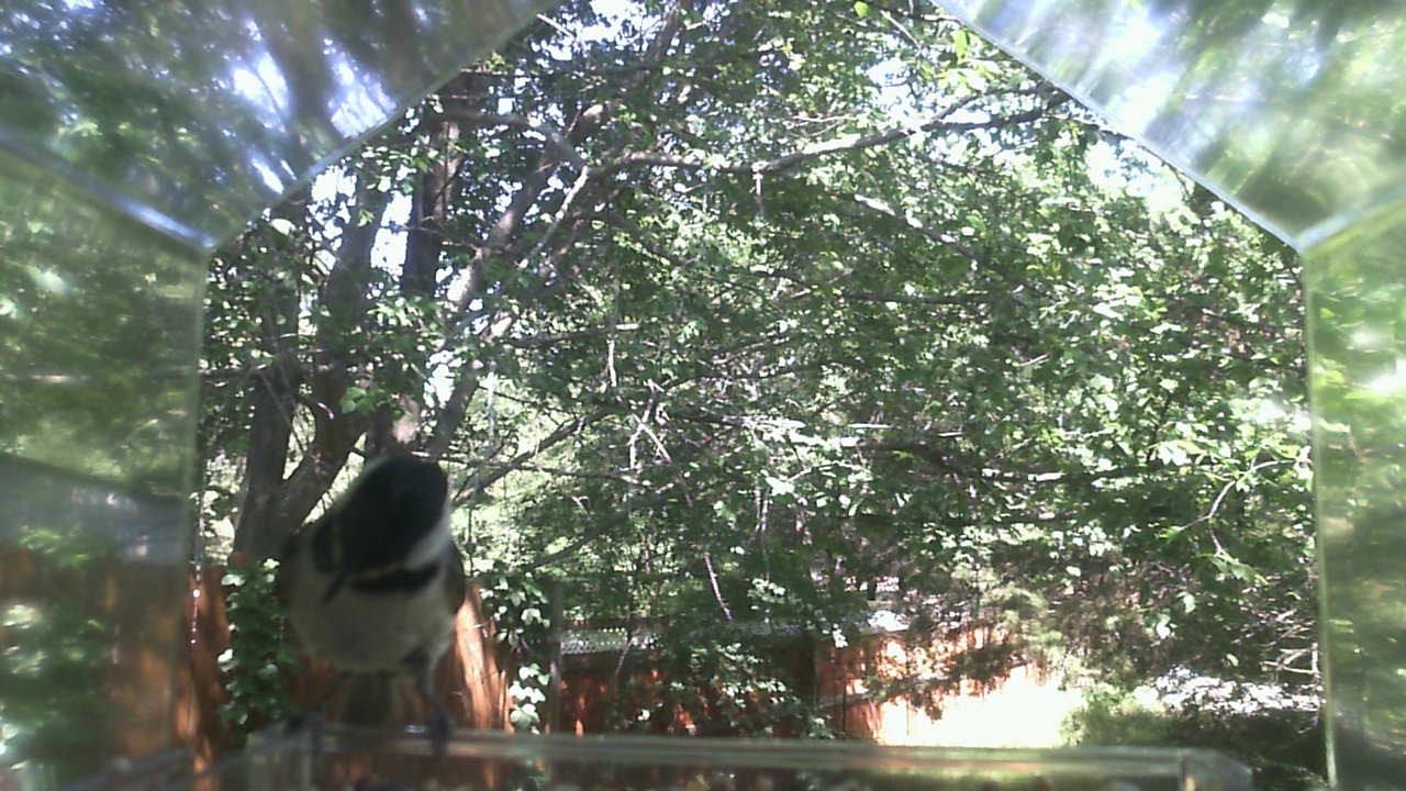 Unidentified bird