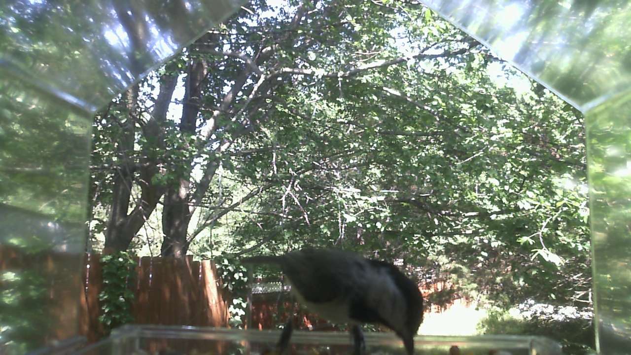 Unidentified bird