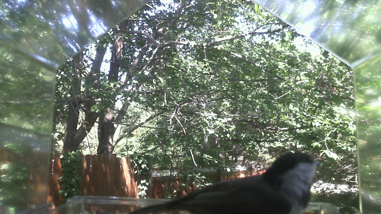 Unidentified bird