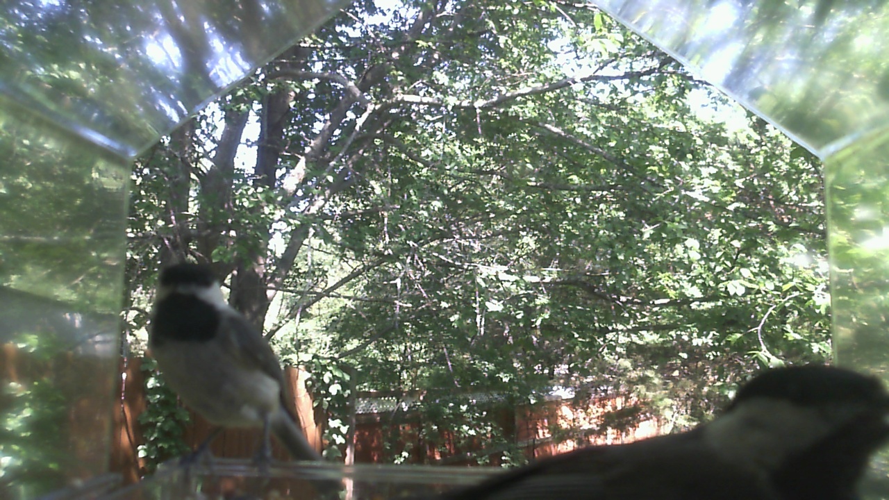 Unidentified bird