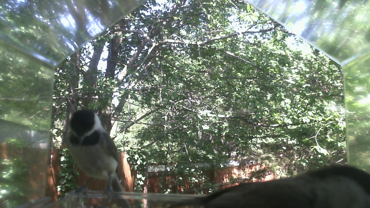 Unidentified bird