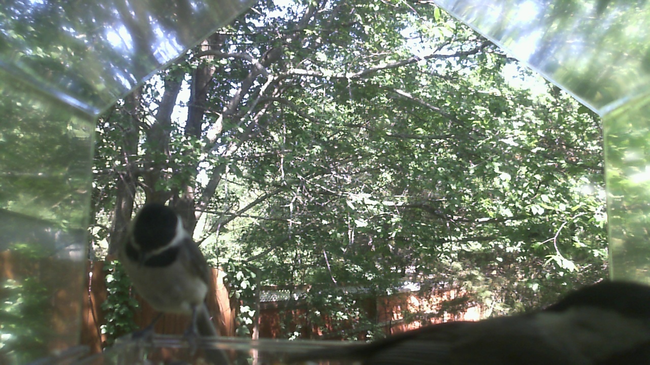 Unidentified bird