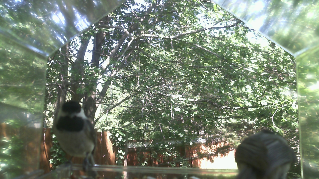 Unidentified bird