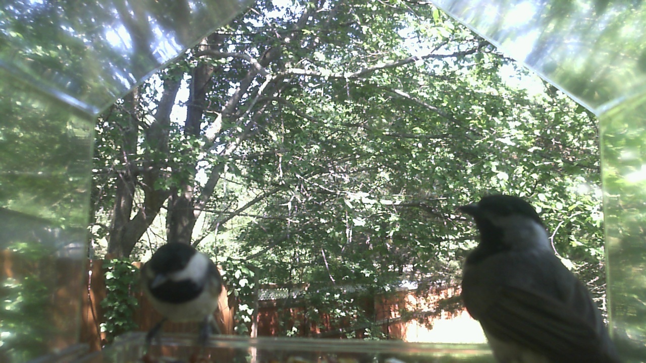 Unidentified bird