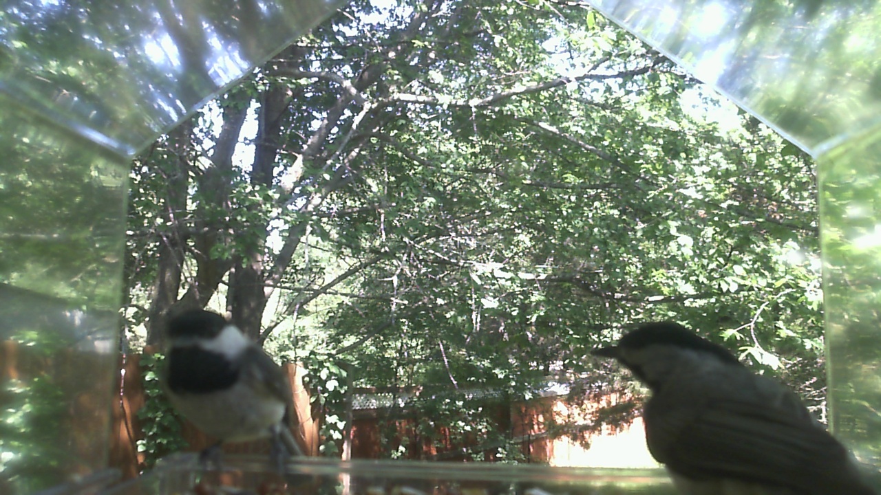 Unidentified bird