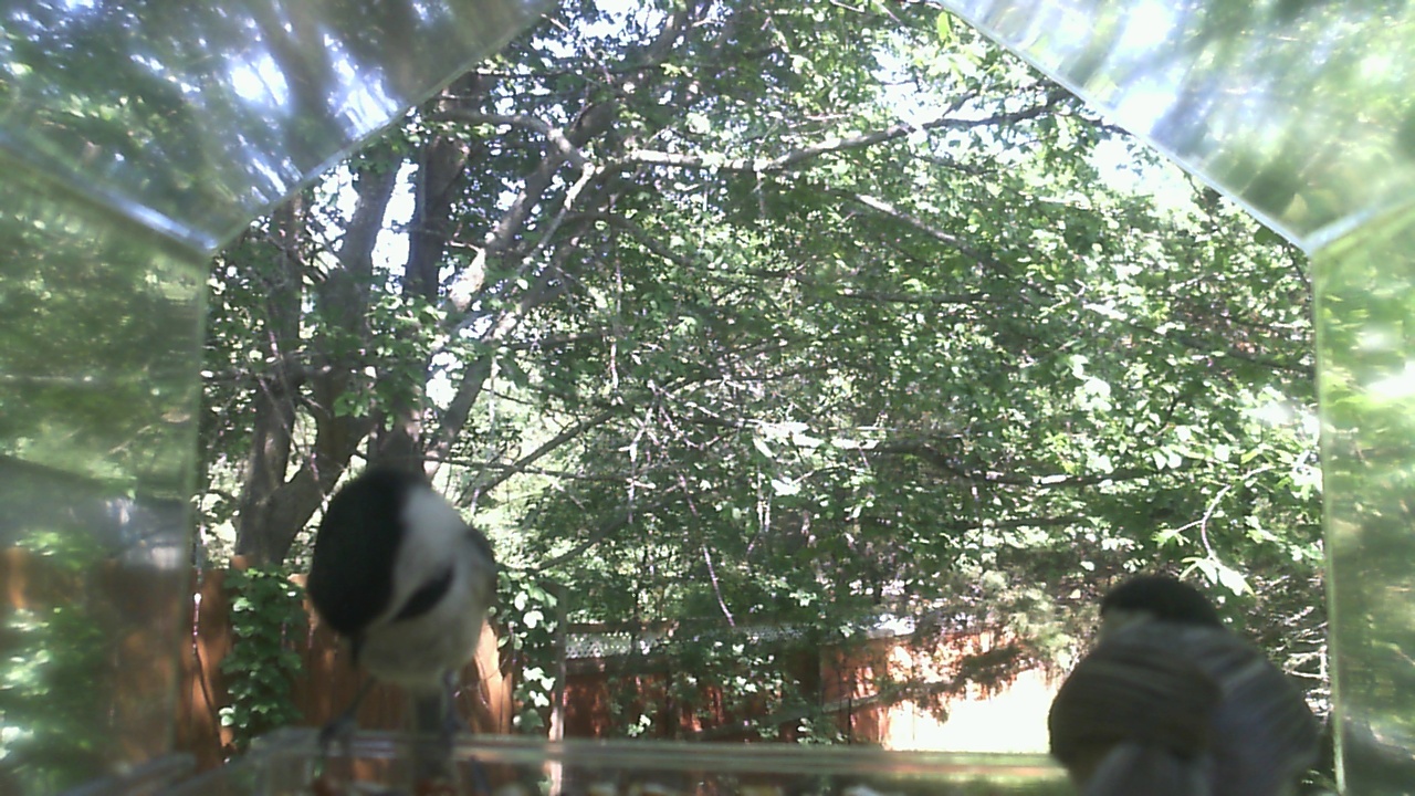 Unidentified bird