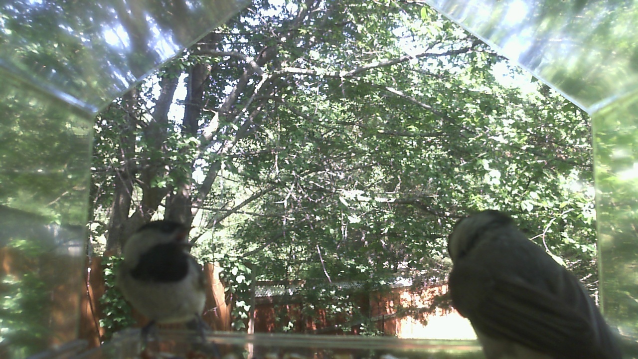 Unidentified bird
