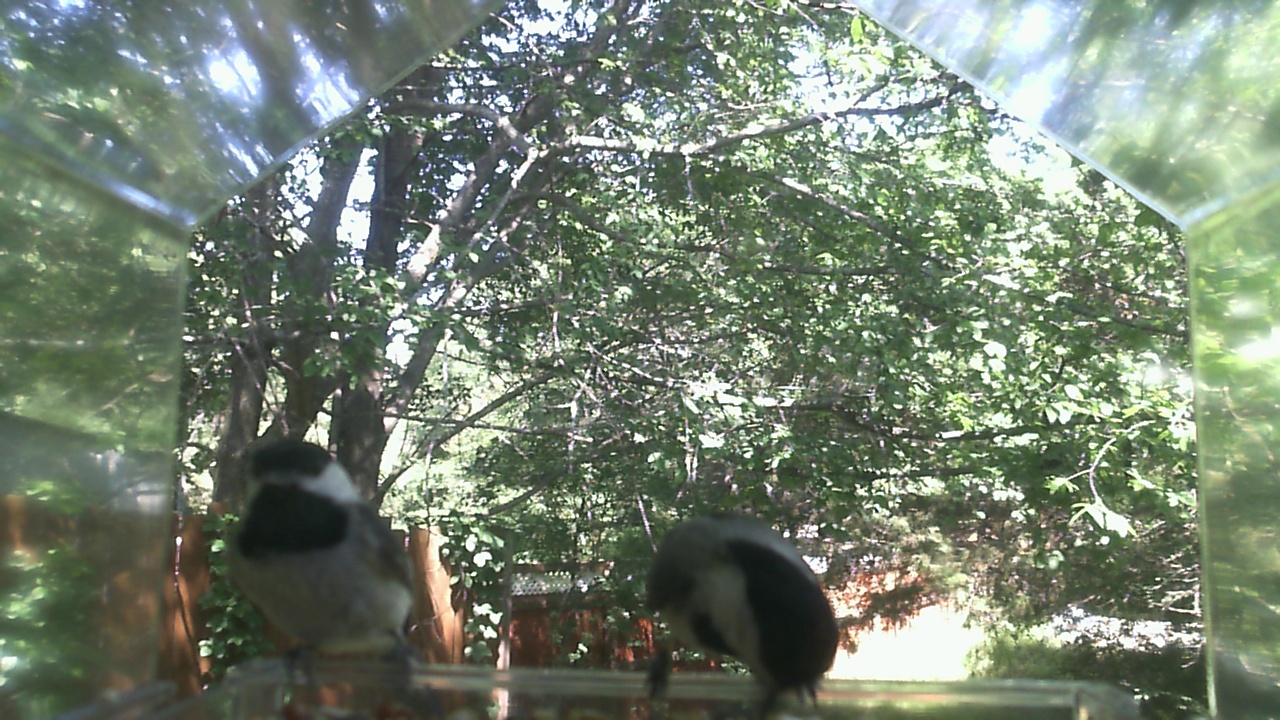 Unidentified bird