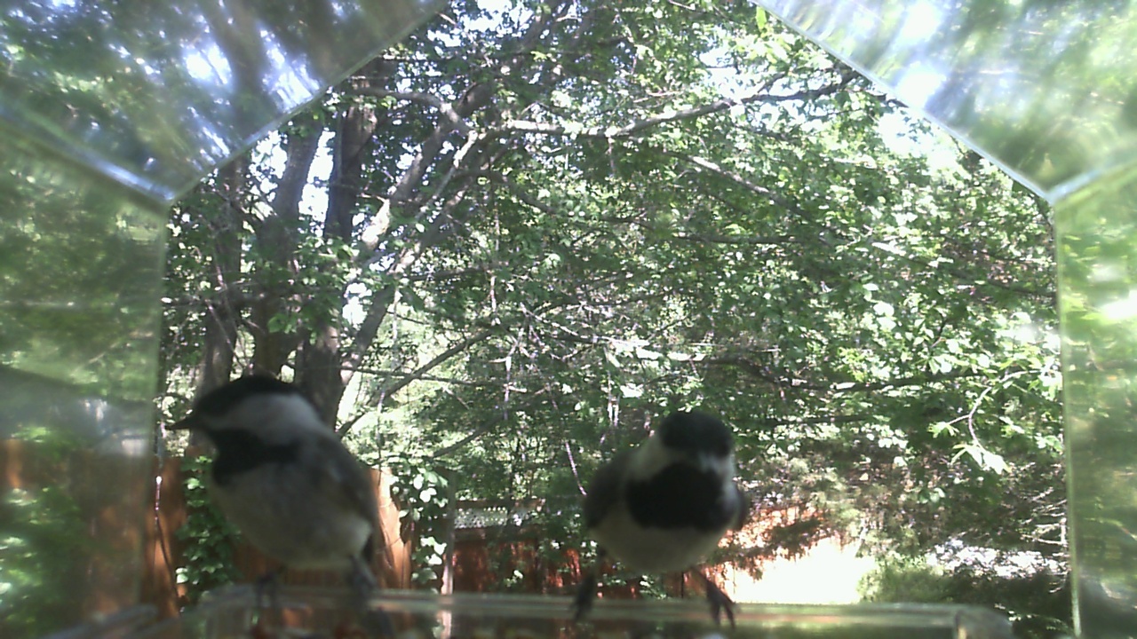 Unidentified bird