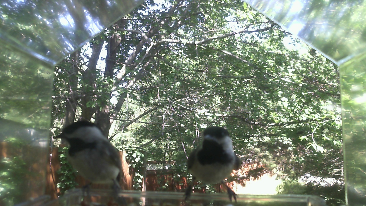 Unidentified bird