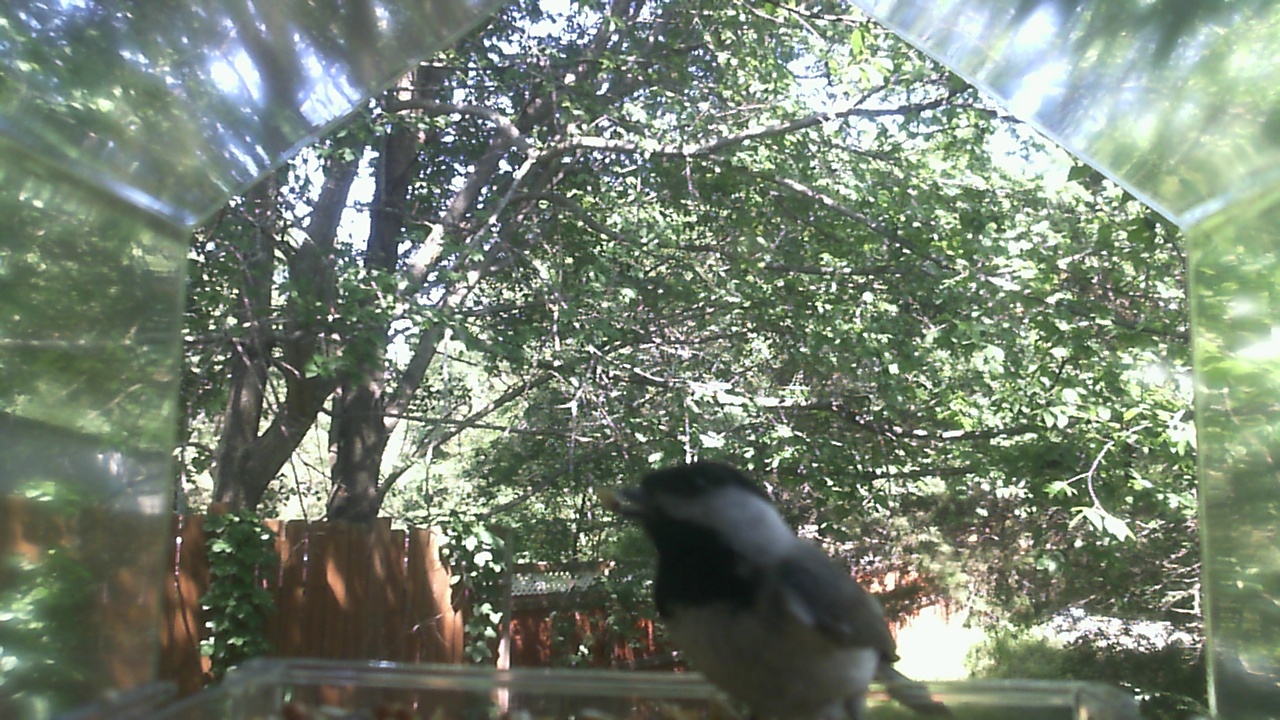 Unidentified bird