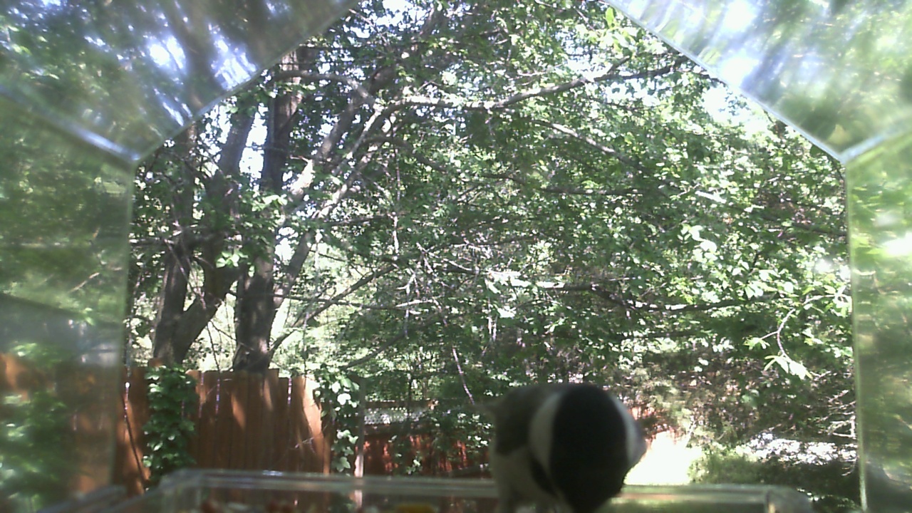 Unidentified bird