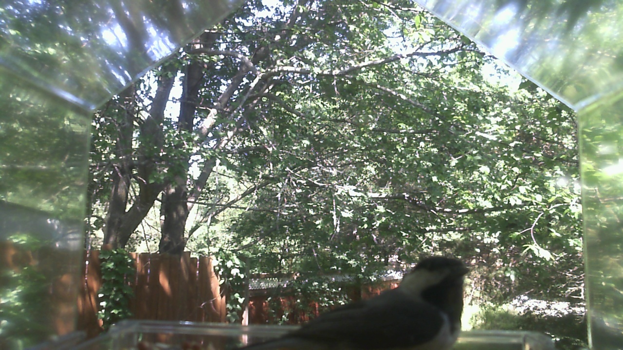 Unidentified bird