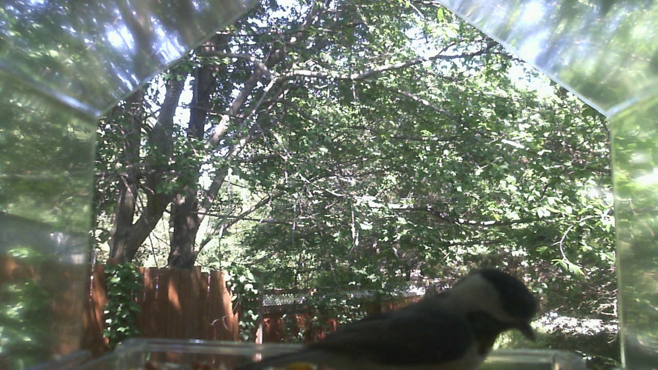 Unidentified bird