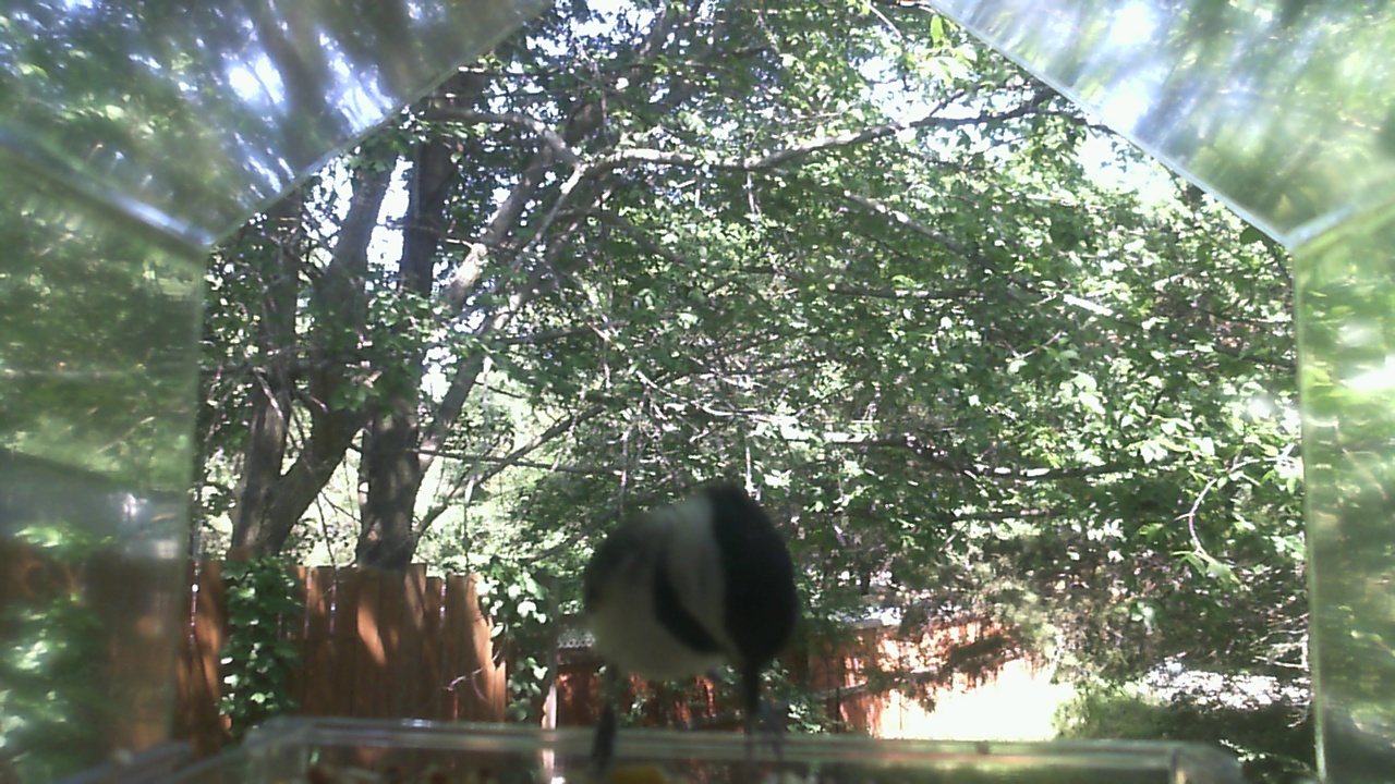 Unidentified bird