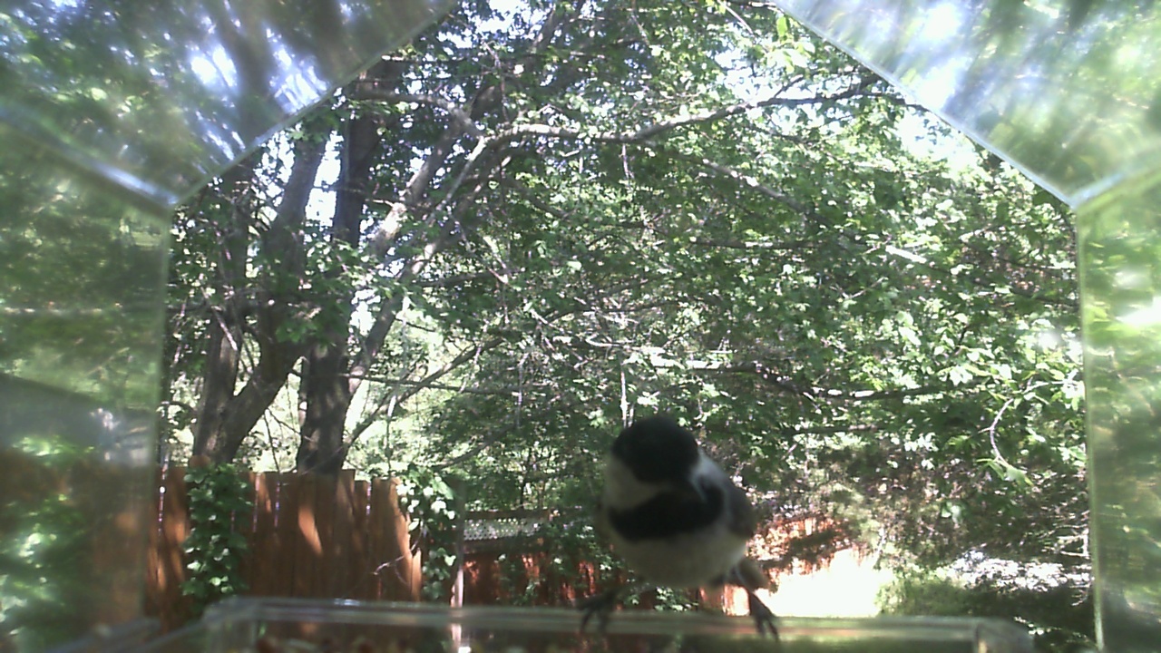 Unidentified bird