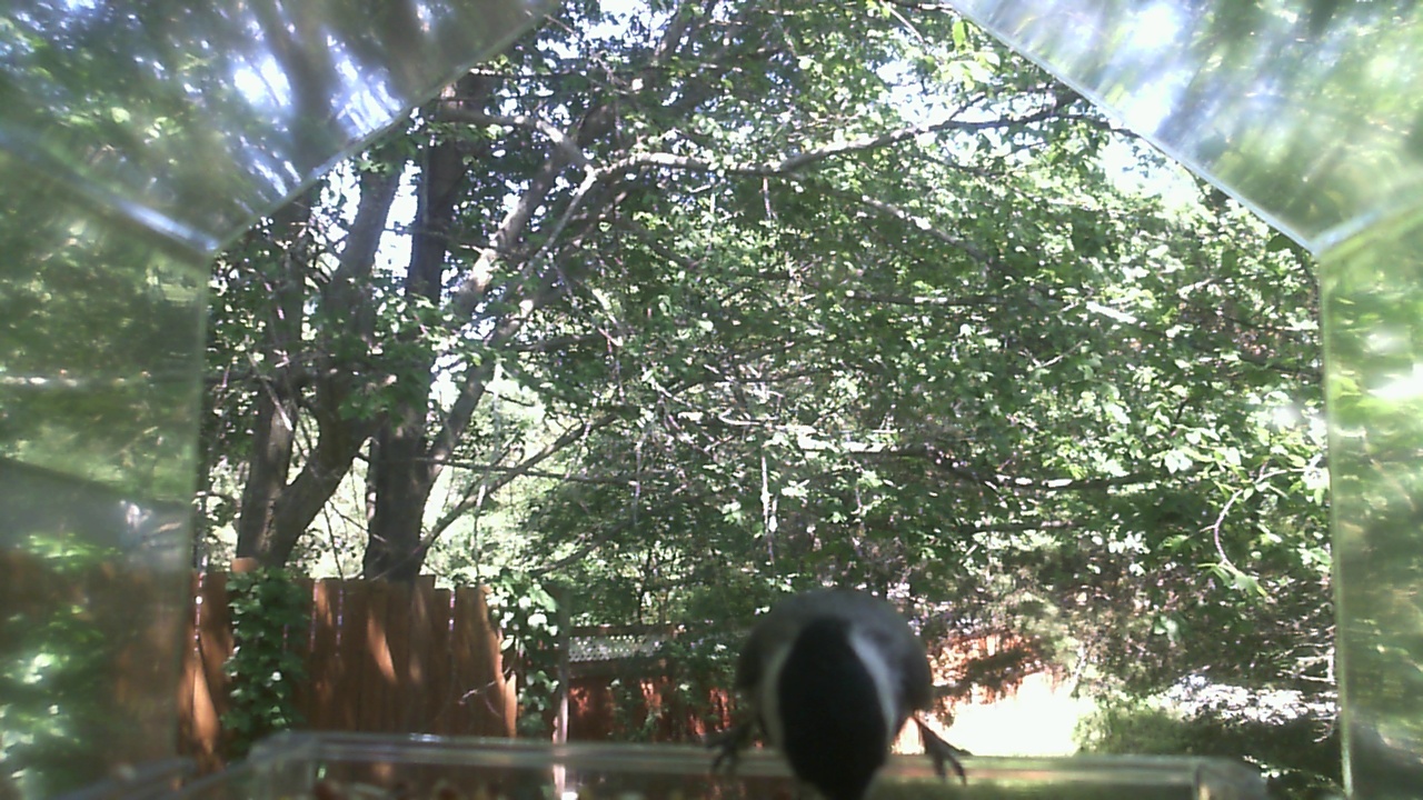 Unidentified bird