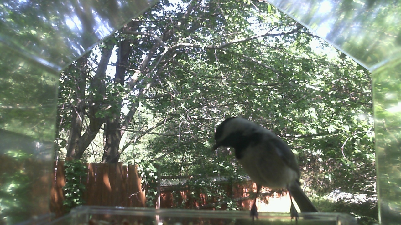 Unidentified bird