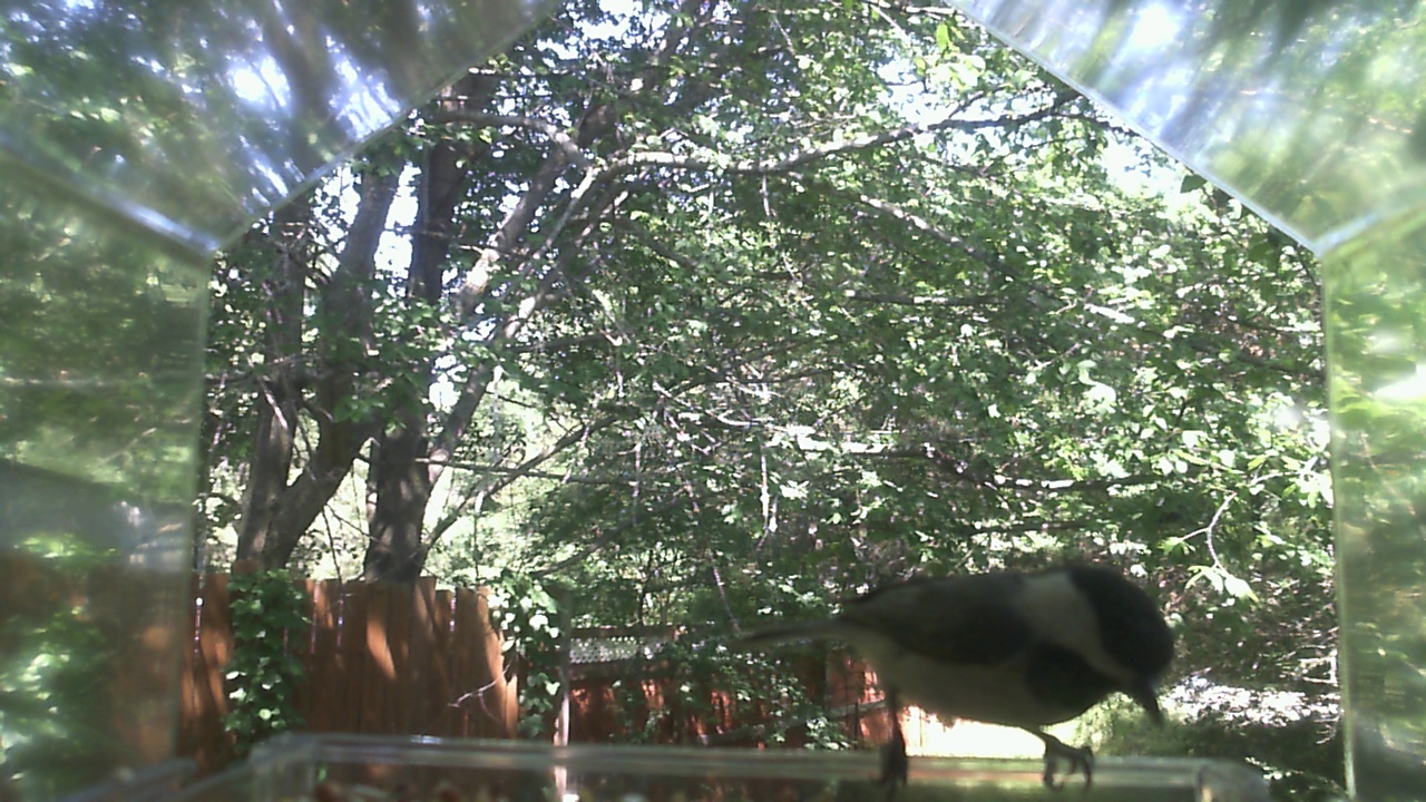 Unidentified bird