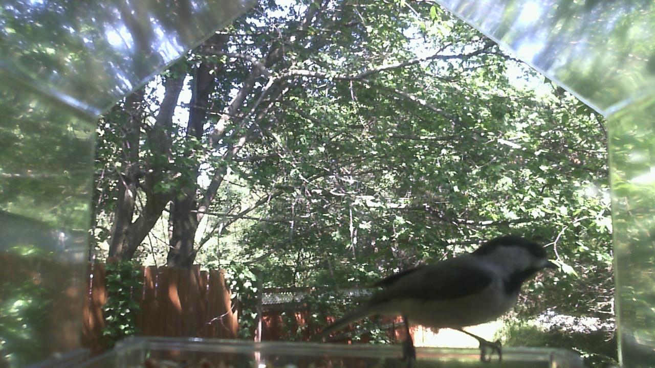 Unidentified bird