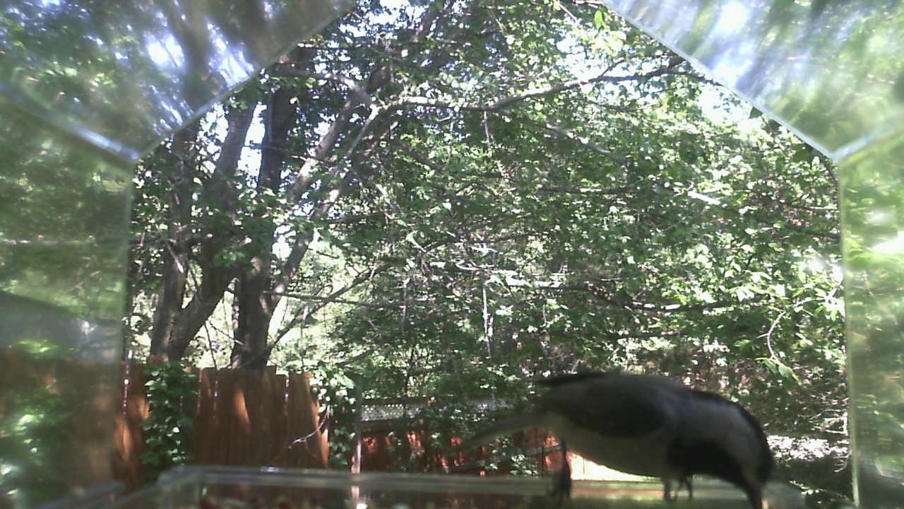 Unidentified bird