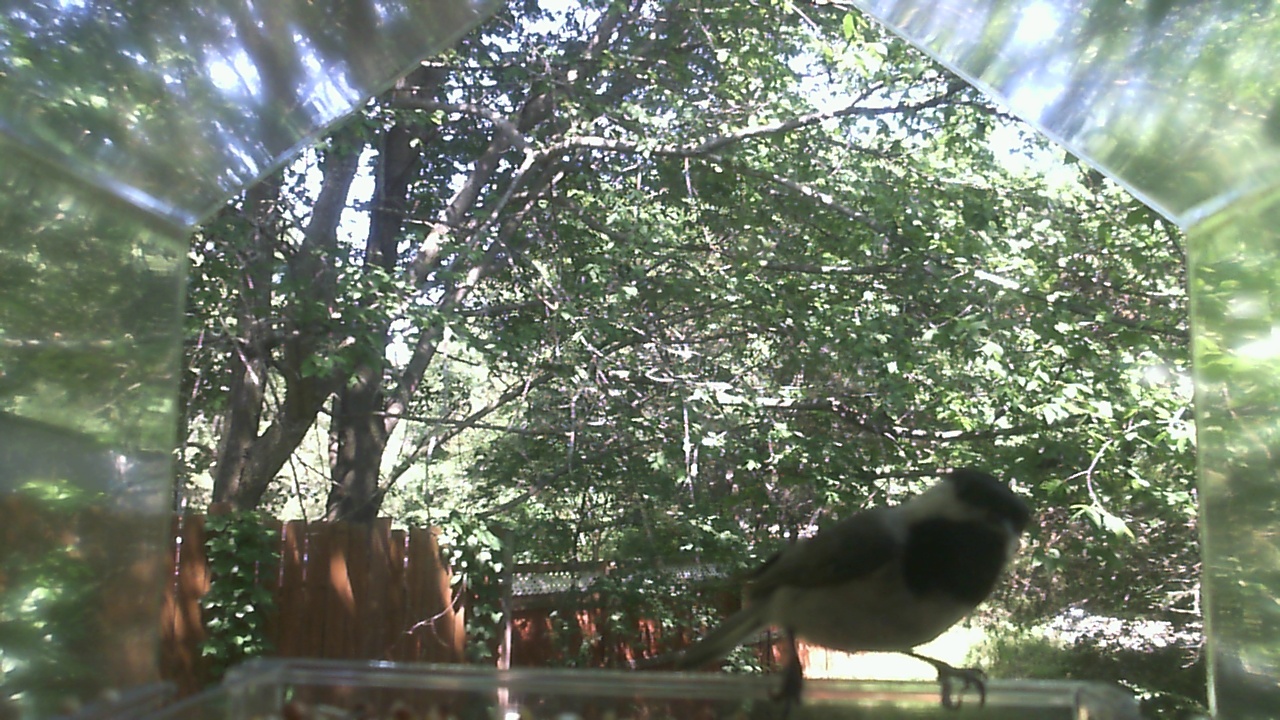 Unidentified bird