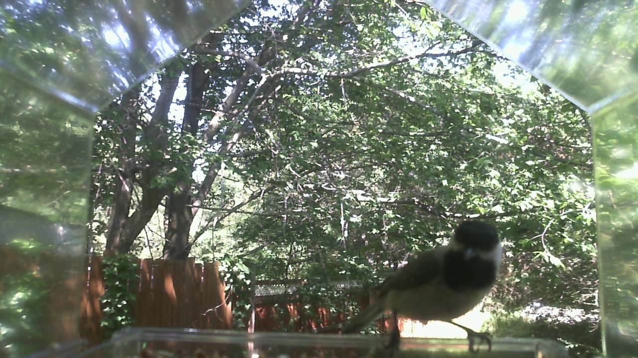 Unidentified bird