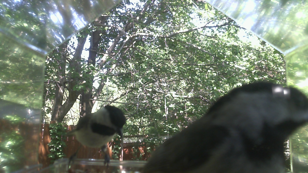 Unidentified bird