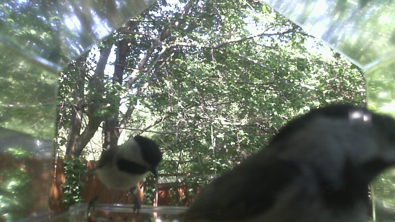 Unidentified bird