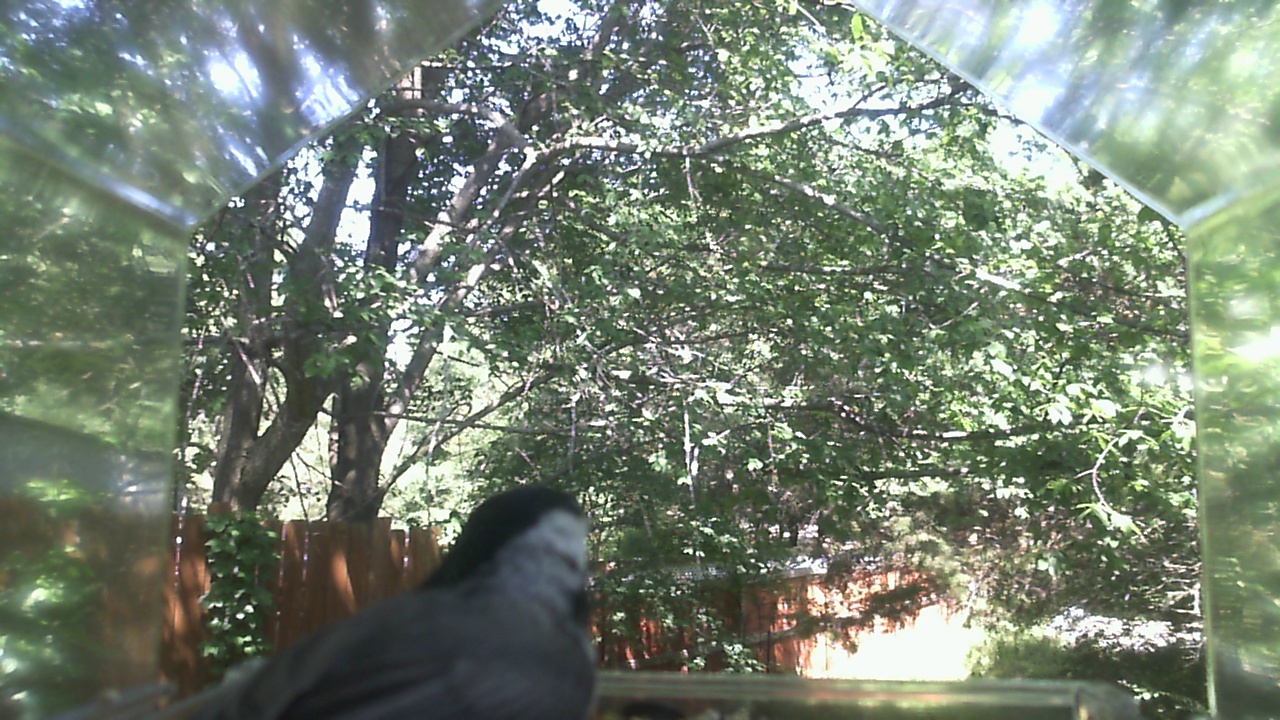 Unidentified bird