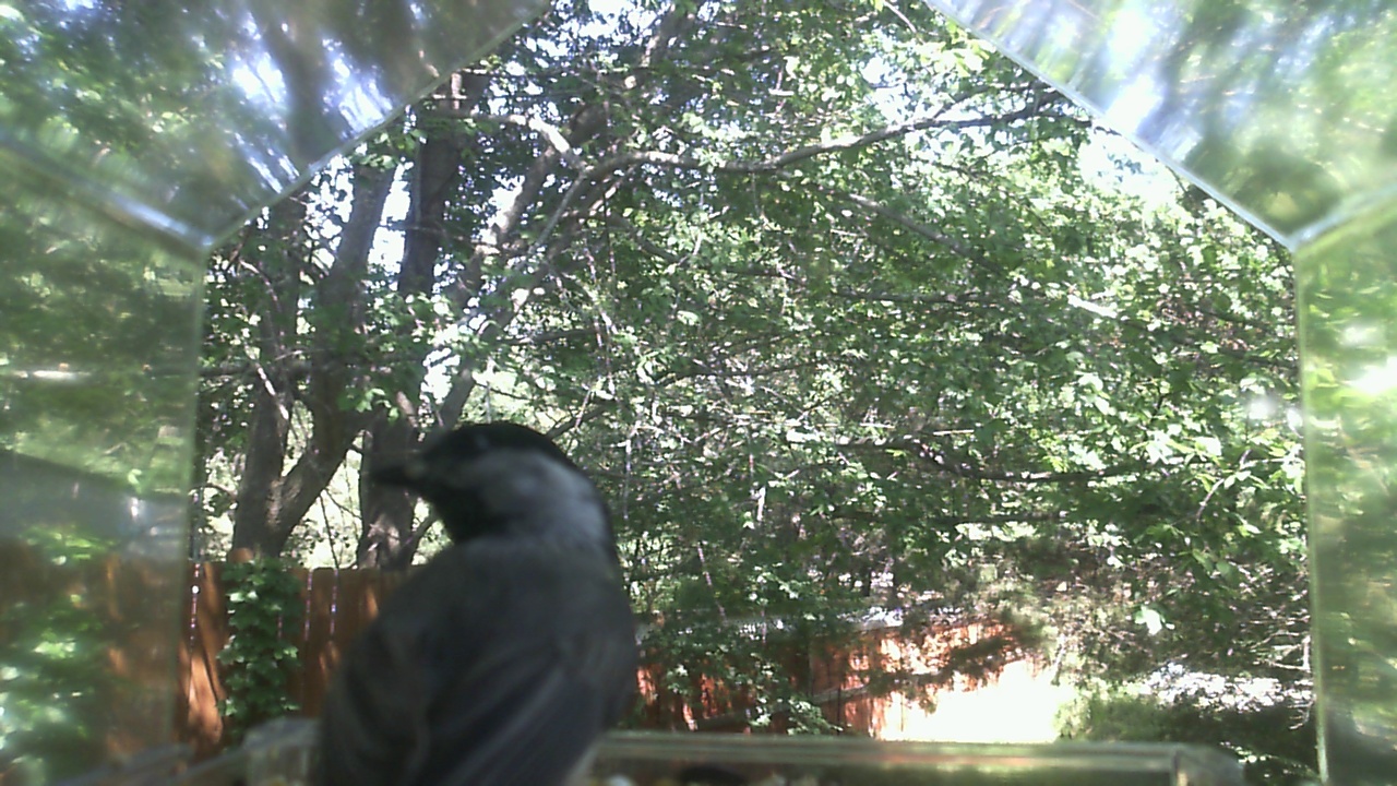Unidentified bird
