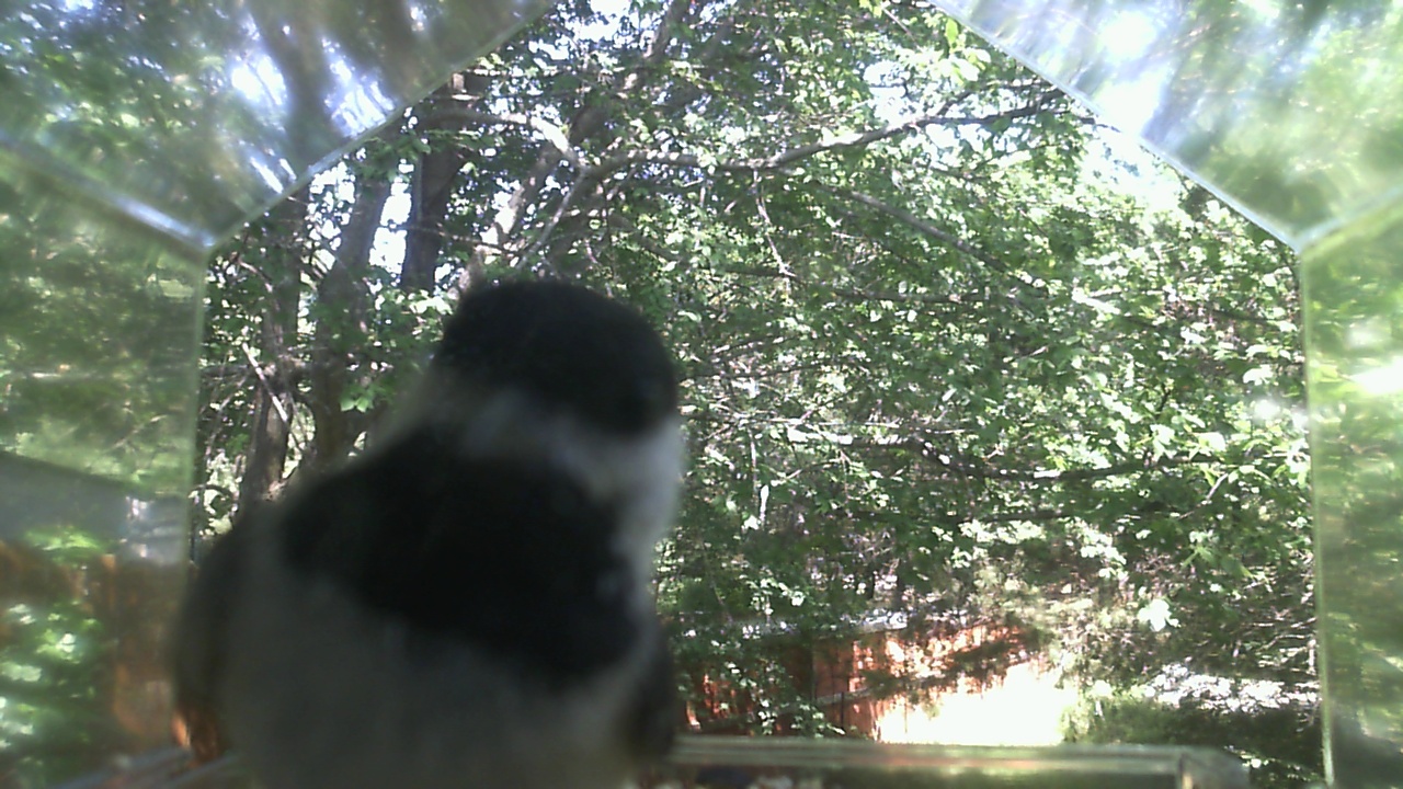Unidentified bird