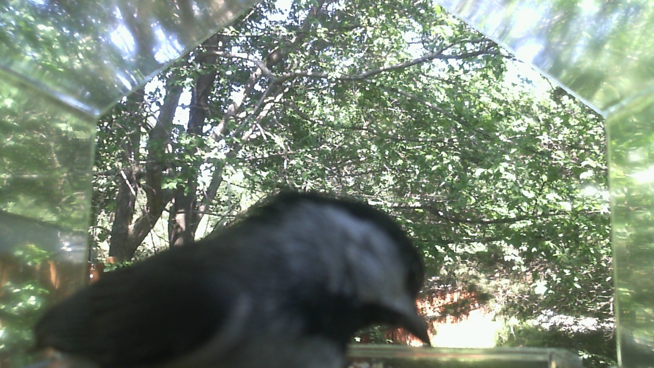 Unidentified bird