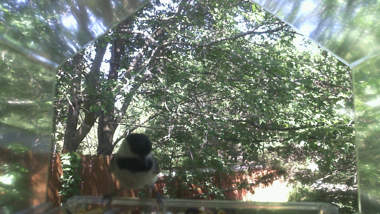 Unidentified bird