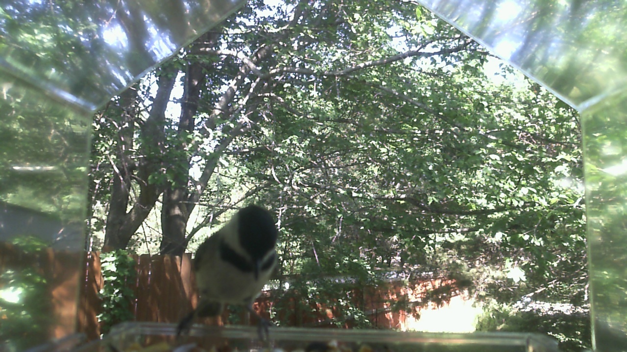 Unidentified bird