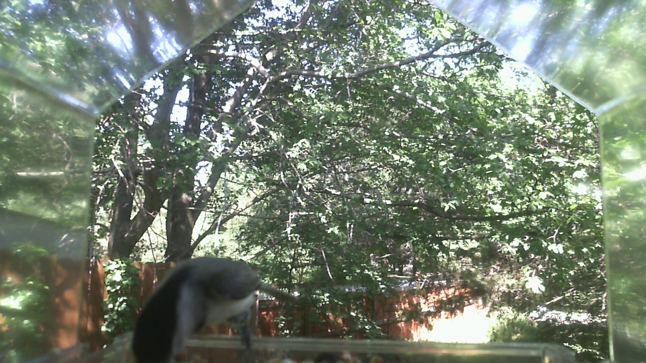 Unidentified bird