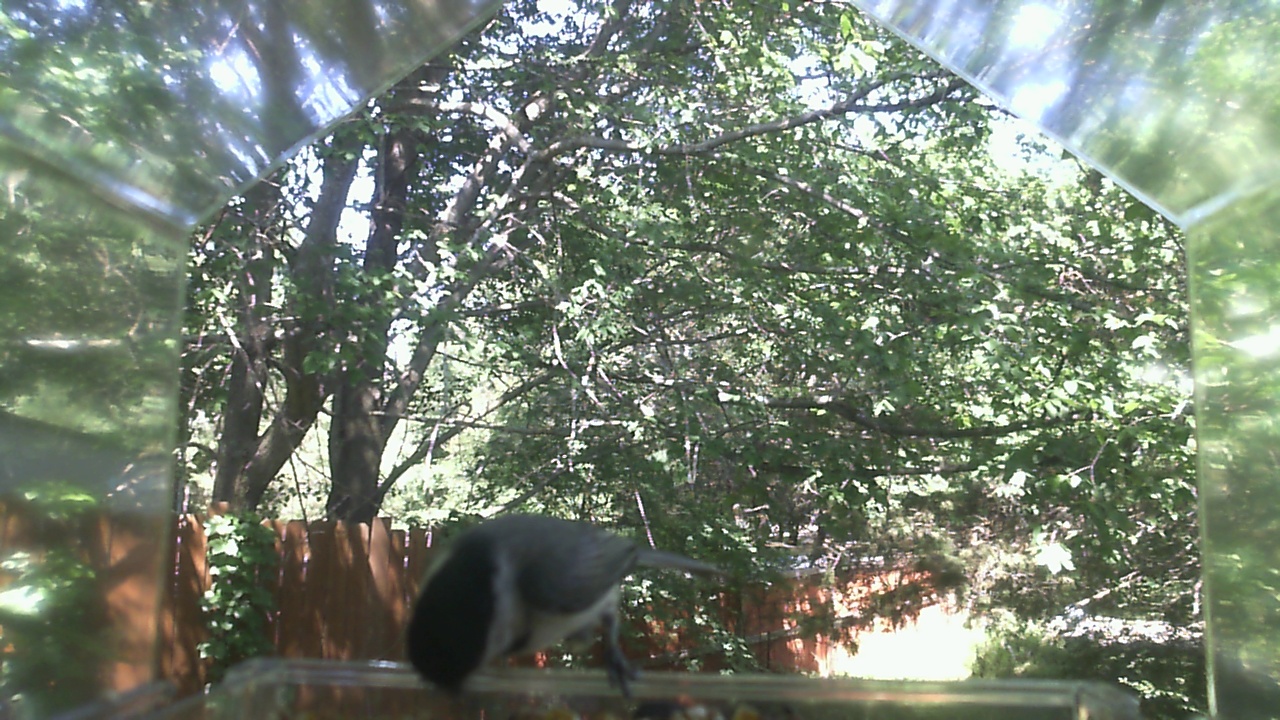 Unidentified bird