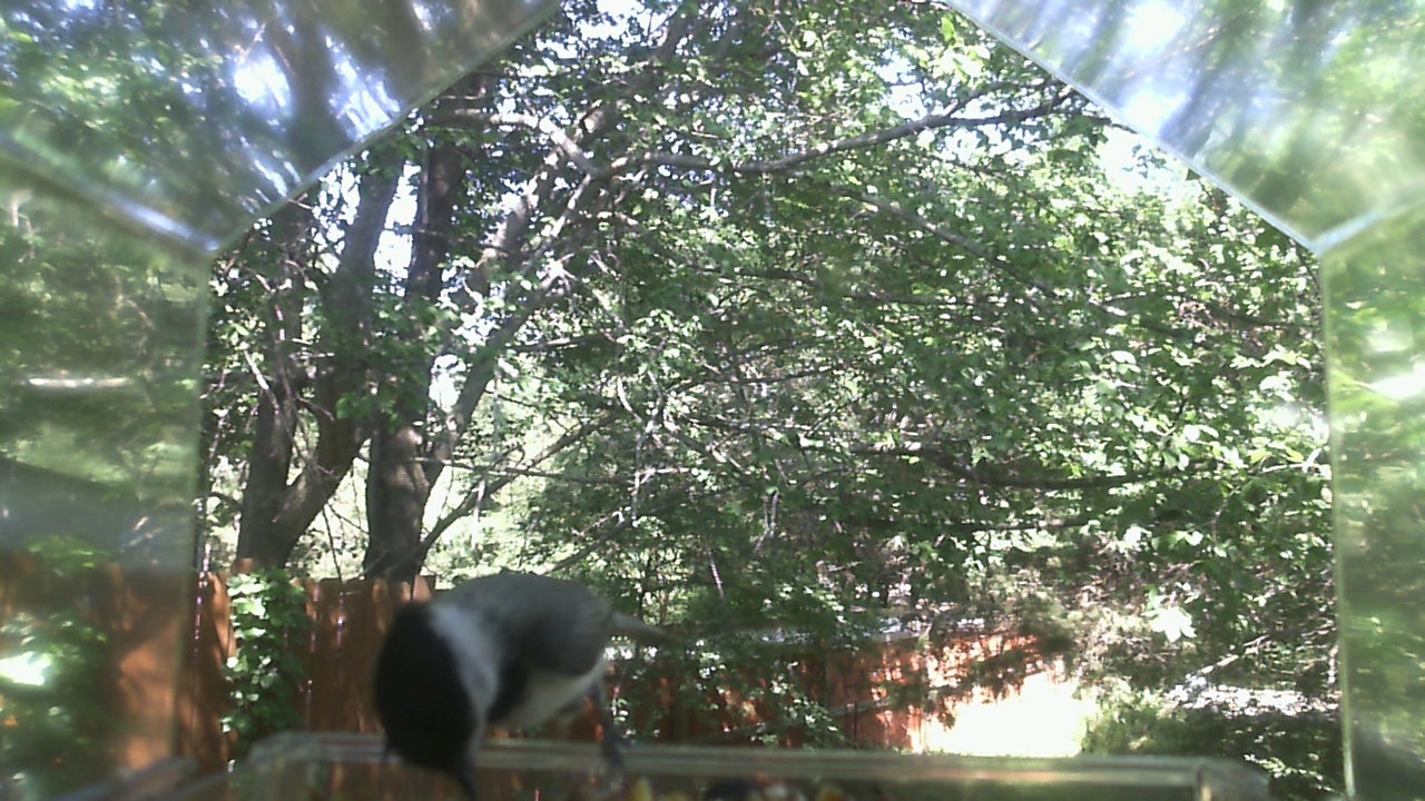 Unidentified bird
