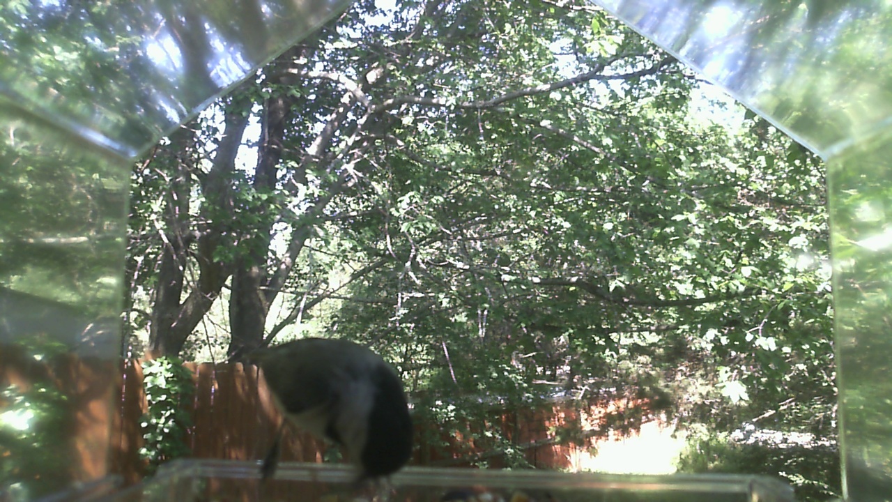 Unidentified bird