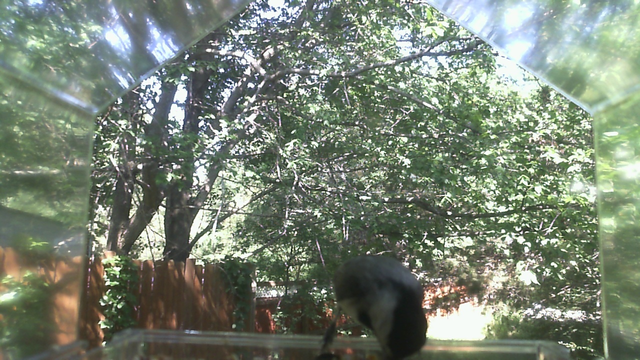 Unidentified bird