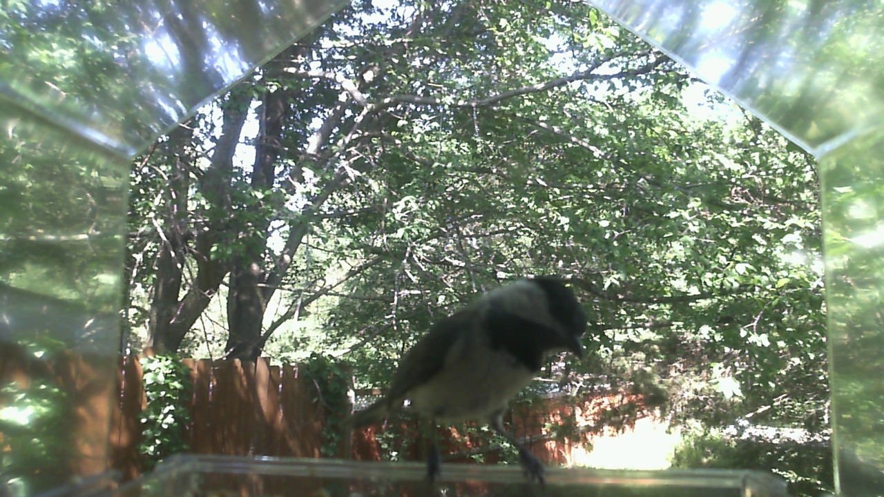 Unidentified bird